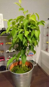 DSC_4520【岩沼中央0711】